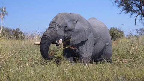 Medium shot of elephant cleaning and eating reeds in marsh Stock Footage 81564487