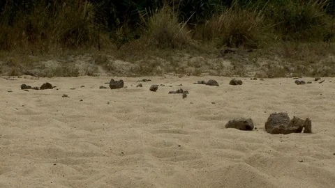 Medium Shot of Elephant Dung Vídeo Stock 106832433