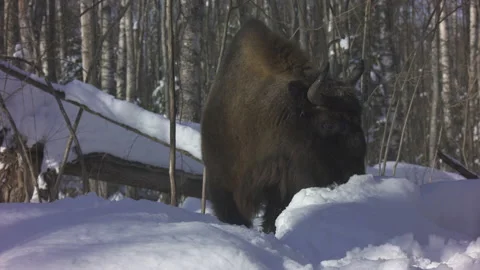 Medium shot  european bison (bison bonasus)  eating snow. Stock Footage 104039710