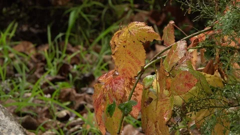 Medium shot fall leaves in rain Видео 101087608