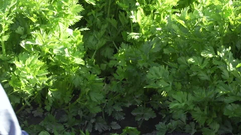 Medium Shot Of Farmer Cutting Celery From Crop Stock Footage 64026718