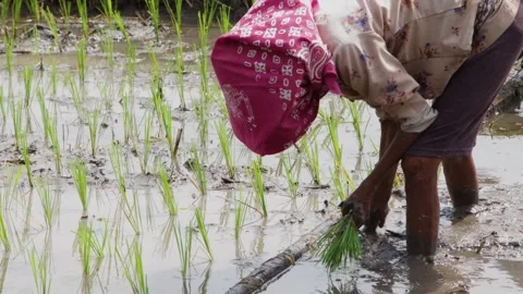 Medium shot of farmer wearing pink batik headscarf inserting rice seedling .. Stock Footage 344803734