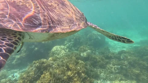 Medium shot of fast-swimming old sea turtle with fish at deep ocean reef Stock Footage 339921559