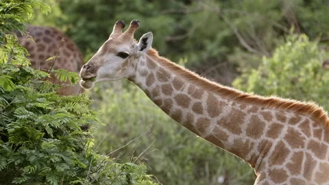 Medium shot of a female giraffe eating leaves, Greater Kruger Park. Stock Footage 153398392