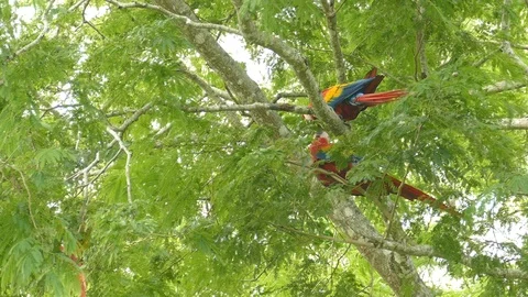 Medium shot of a few Scarlet Macaw birds slightly moving up in a tree - 24fps Stock-Footage 104123879