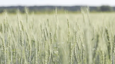Medium shot of a field, slowly moving in the wind Stock Footage 99340402