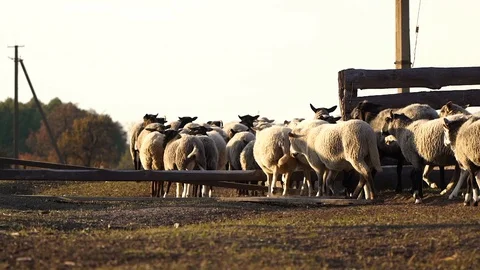 Medium shot. A flock of sheep runs away from the farm. Sheep go to the pasture. Stock Footage 128546408