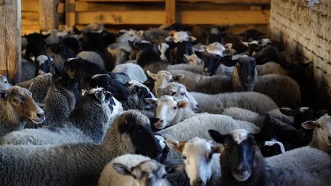 Medium shot. A flock sheep in a stable on a farm. Stock Footage 128546416