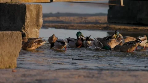 Medium shot of a flock of wild mallard ducks swimming and resting in calm Stock Footage 338165737
