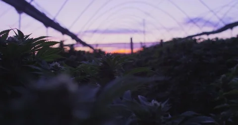 Medium Shot of Flourishing Marijuana At Sunset Outside Stock Footage 76478437