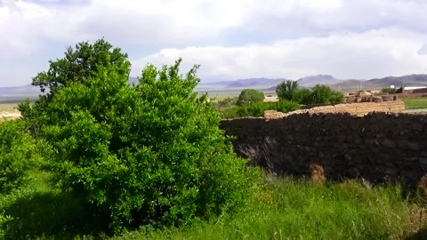 Medium shot footage of a lush tree swaying gently, stock footage. Stock Footage 304796191