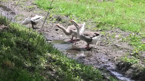 A Medium Shot of Four Geese Drinking Water Stock Footage 195059492