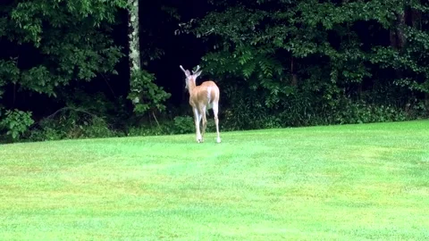 A Medium Shot of a Four Point Buck Stock Footage 158314003