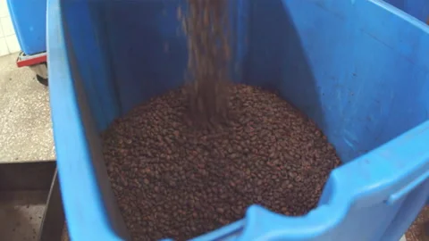 Medium shot of fragrant coffee grains falling into container Stock Footage 160101479