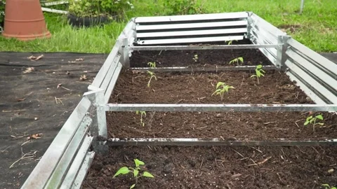 Medium shot of freshly planted seedlings in a metal DIY planting bed. Stock Footage 150809056