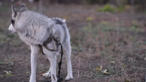 Medium shot of full-body husky barking, pausing to look around 库存影片 312991312