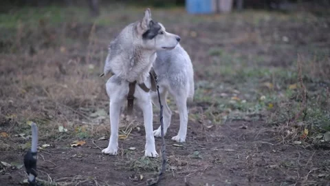 Medium shot of full-body husky barking, pausing to look around Видео 312991379