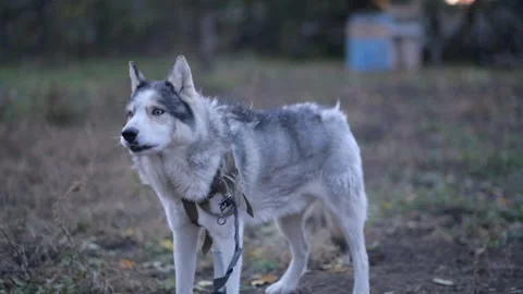Medium shot of full-body husky barking, pausing to look around Видео 312991411