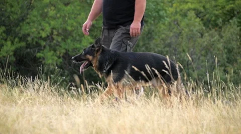 Medium shot of a german shepherd walking on the side of the owner Stockbeeldmateriaal 59966165