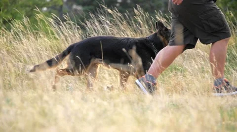 Medium shot of a german shepherd walking on the side of the owner Видео 59966183