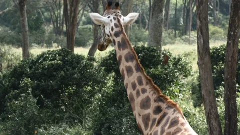 Medium shot of a giraffe walking through the woods Stock Footage 128644510