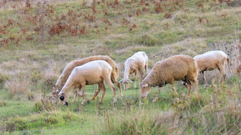 Medium shot of a goat herd running down the hill and eating grass Stock Footage 142718316
