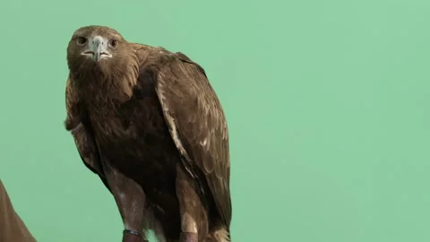 Medium Shot of a Golden Eagle against a Green Screen. 4K Prores. Stock Footage 196873127