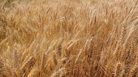 Medium shot Golden field Stock Footage 90721004