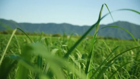 Medium shot of grass Stock Footage 78973641