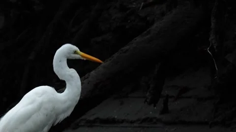 Medium shot of a Great Egret (Ardea alba) moving its head and neck Stock Footage 307721032