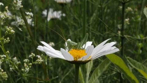 Medium shot green leafhopper resting on a daisy flower. Stock Footage 155783905
