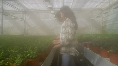 Medium Shot, Handheld, 10 Seconds Or Greater, Indoors, Day, Agriculture, Stock Footage 95823450
