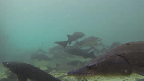 Medium Shot, Handheld, 20 Seconds Or Greater, Underwater, Animal Themes, Animals Video stock 94099140