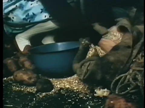 Medium shot of hands filling up pan with fodder Stock Footage 260251739