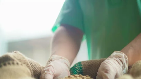 Medium shot hands with gloves handful of raw coffee beans from sack right Stock-Footage 156246632