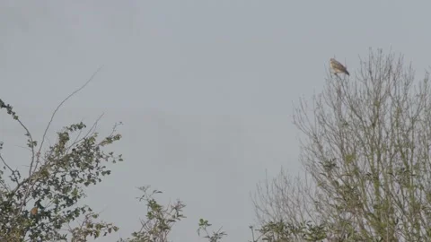 Medium shot hawk and little bird on the tree branch. 库存影片 142627161