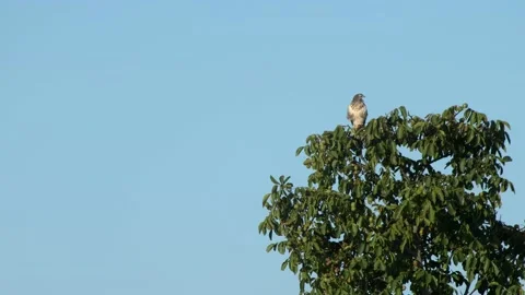 Medium shot hawk screeches on the tree on a summer morning. 库存影片 142888365