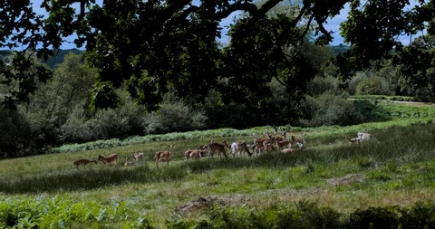 Medium shot herd of fallow deer in a field in the new forest featuring stags Stock Footage 115653526