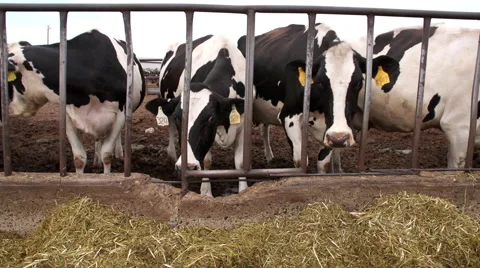 Medium shot of Holstein Cows Eating Hay &amp; Grain 動画素材 41514567