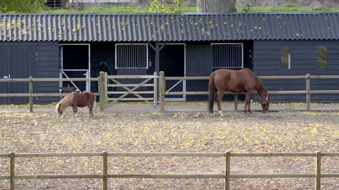 Medium shot horses in the paddock eat grass. Slow motion 4K Stock Footage