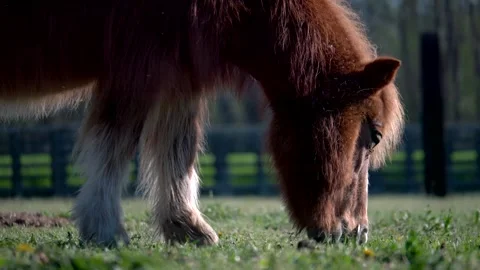 Medium shot horses in the paddock eat grass. Stock Footage 335315211