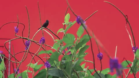 Medium shot, hummingbird perched among purple flowers and foliage on a red 動画素材 345168808