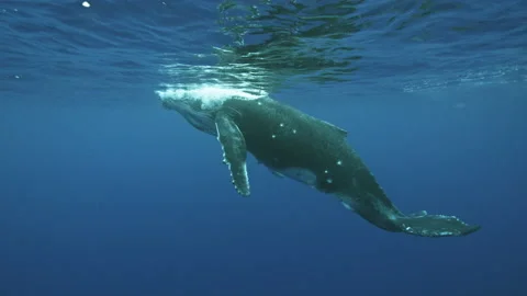 Medium  shot of humpback whale surfacing slow motion Stock Footage 139231917