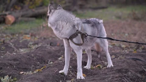 Medium shot of husky looking around in different directions 库存影片 312991252
