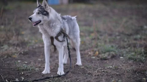 Medium shot of husky standing still, staring, then sniffing the air Vídeos de archivo 312991308