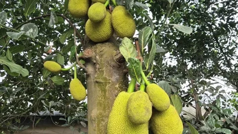 Medium Shot Of Jackfruit Tree Full Of Fruits Bangladesh Stock Footage 339518039