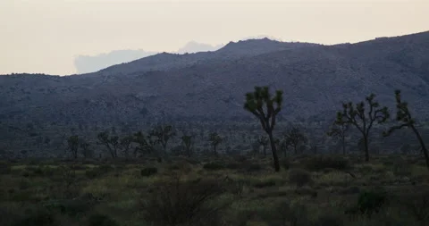 Medium Shot of Joshua Tree Silhouetted at Blue Hour with Mountains in Background 스톡 동영상 239697517
