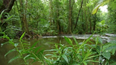 A medium shot of a jungle pool Stock Footage 78987860