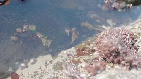 Medium Shot of Kelp Crab Hiding in Shadow, Moss Beach, California Stock Footage 167741729