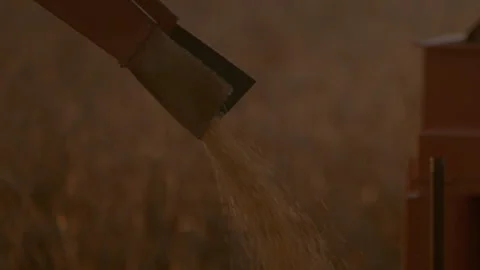 Medium shot of kernels falling out of a chute Stock Footage 312274194